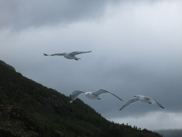 Hurtigruten_2015-06-25_16-36-1